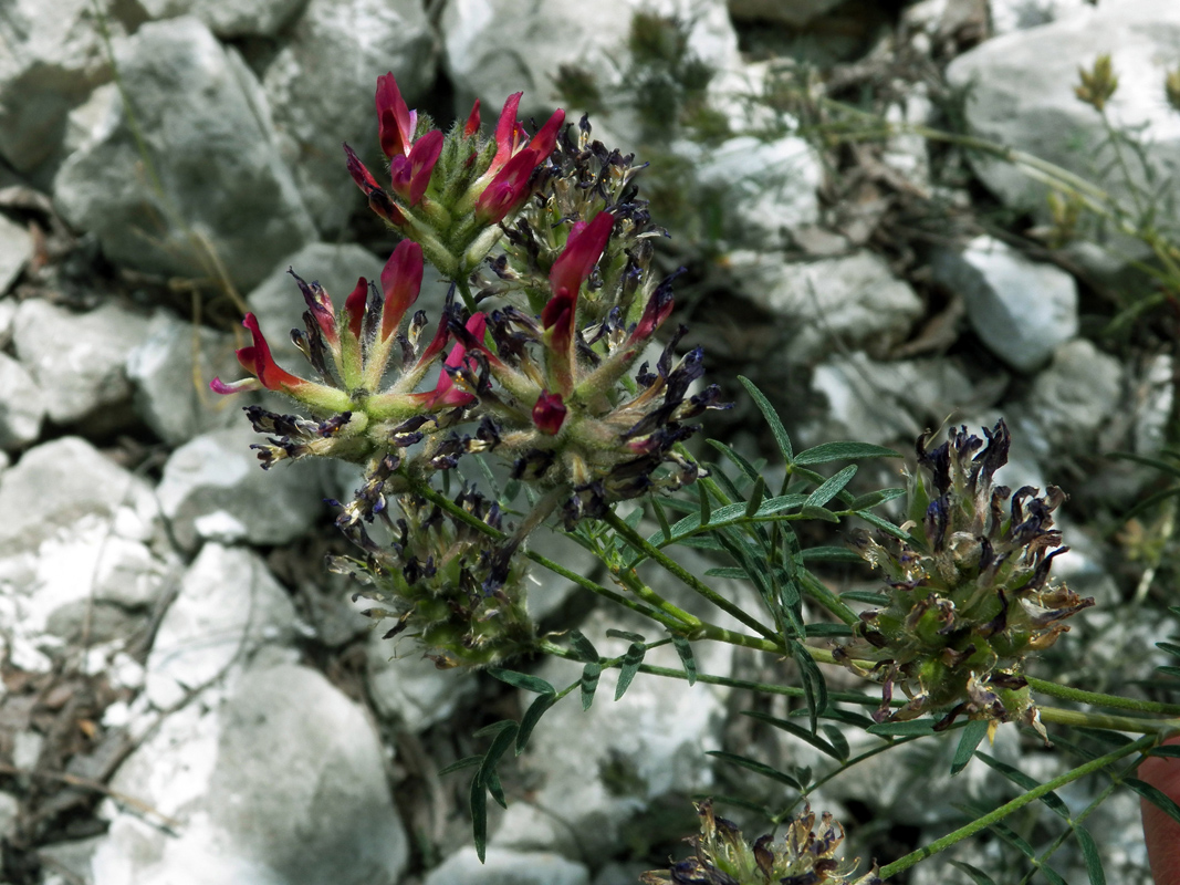 Изображение особи Astragalus cornutus.