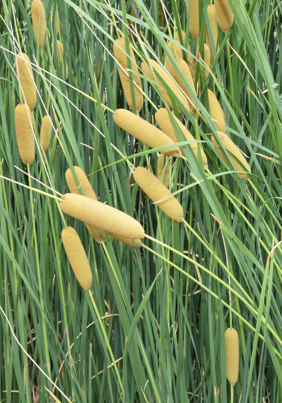 Image of genus Typha specimen.