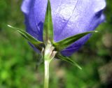 Campanula persicifolia. Нижняя часть цветка (бородки одноклеточных волосков в основании чашечки отсутствуют). Украина, Киевская обл., Мироновский р-н, Региональный ландшафтный парк \"Трахтемиров\", залежь. 4 июня 2008 г.