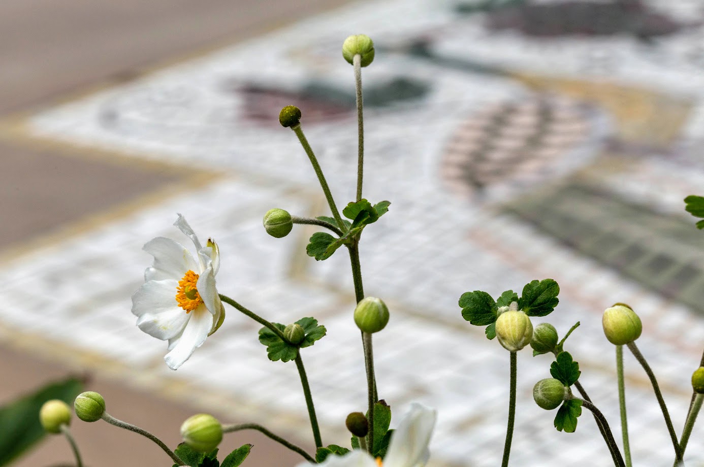 Изображение особи Anemone hupehensis.