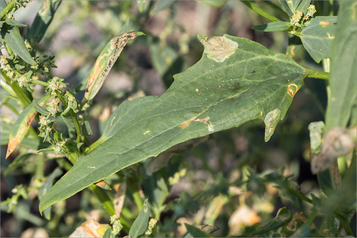 Image of Atriplex nudicaulis specimen.