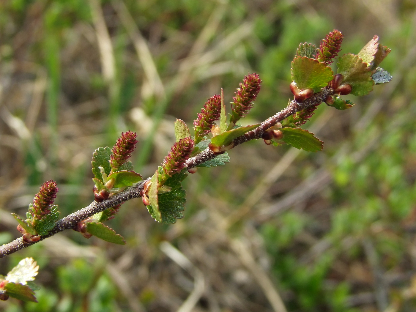 Image of Betula exilis specimen.