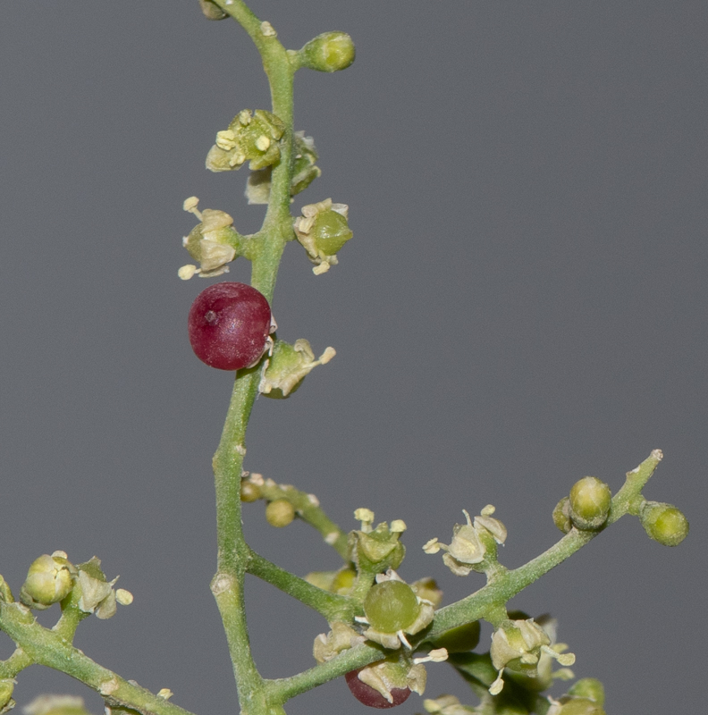 Image of Salvadora persica specimen.