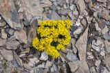 Senecio sosnovskyi