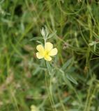 род Helianthemum