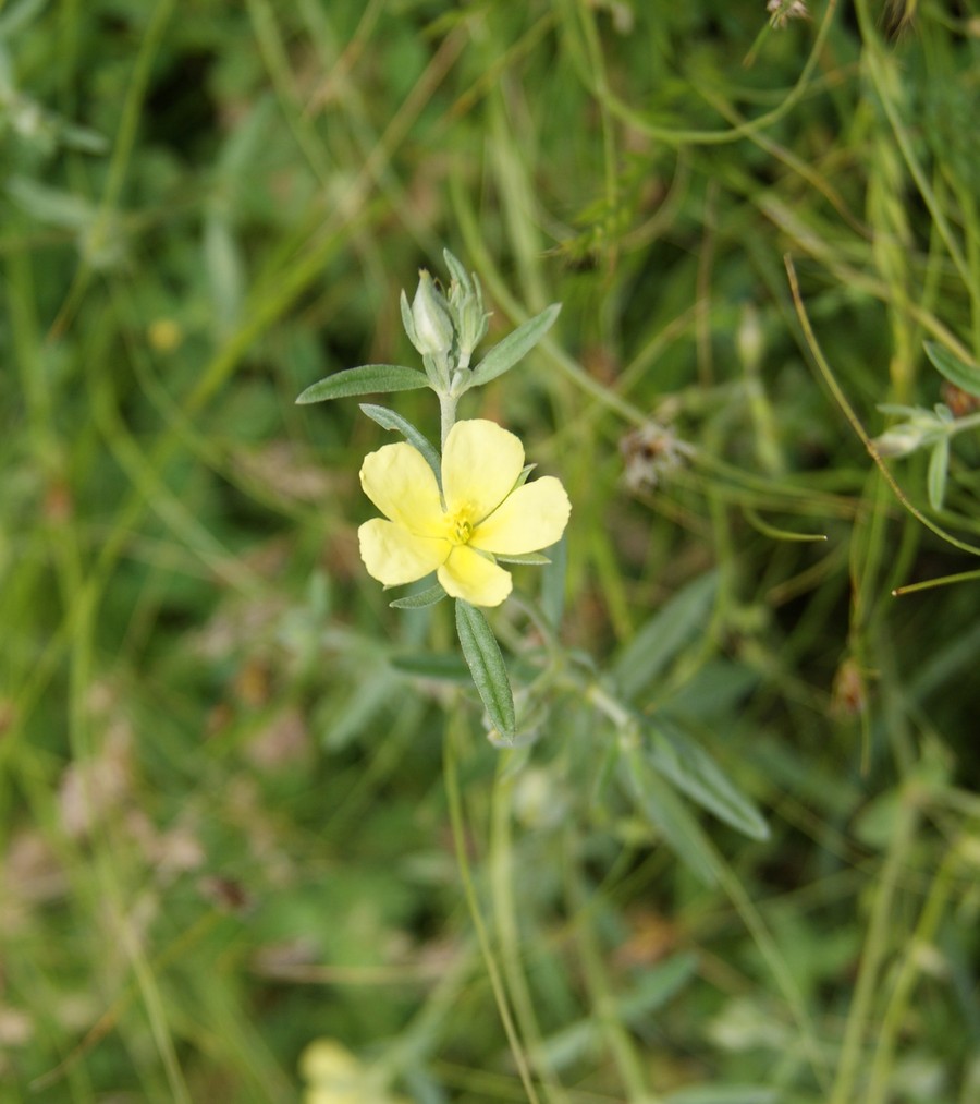 Изображение особи род Helianthemum.