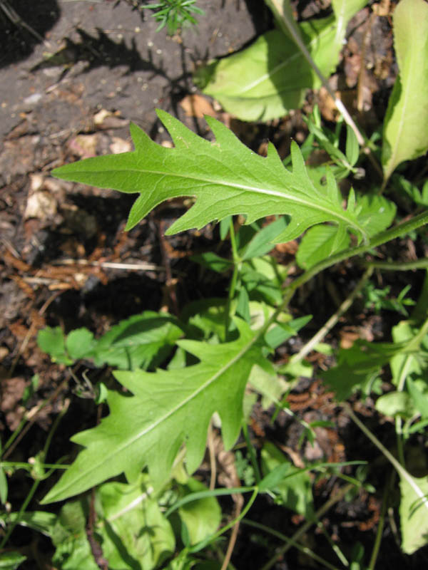 Изображение особи Klasea lycopifolia.