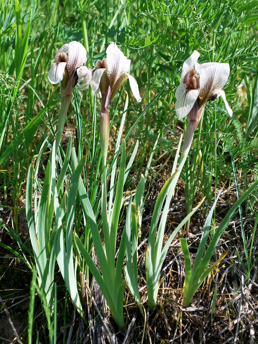 Image of Iris korolkowii specimen.