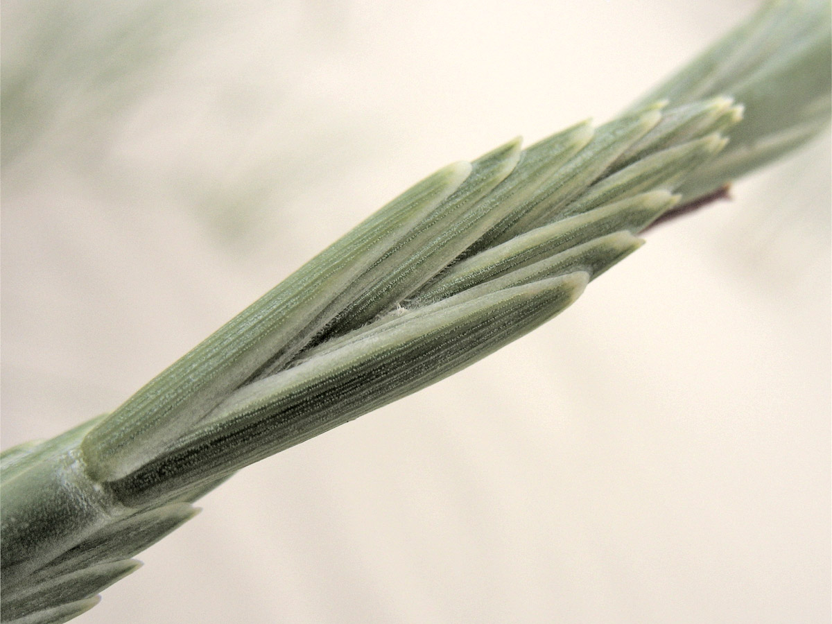 Image of Elytrigia junceiformis specimen.