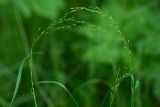 Poa palustris