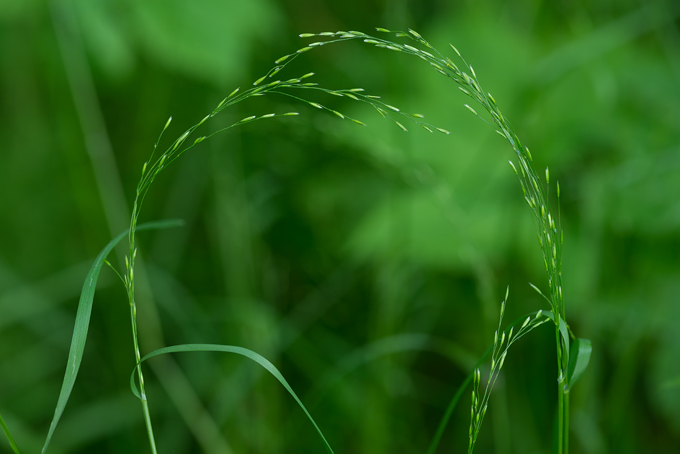 Изображение особи Poa palustris.