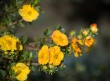 Dasiphora fruticosa. Цветки и бутоны. Кировская обл., г. Киров, Ботанический сад Вятского государственного университета, в культуре. 22.09.2018.