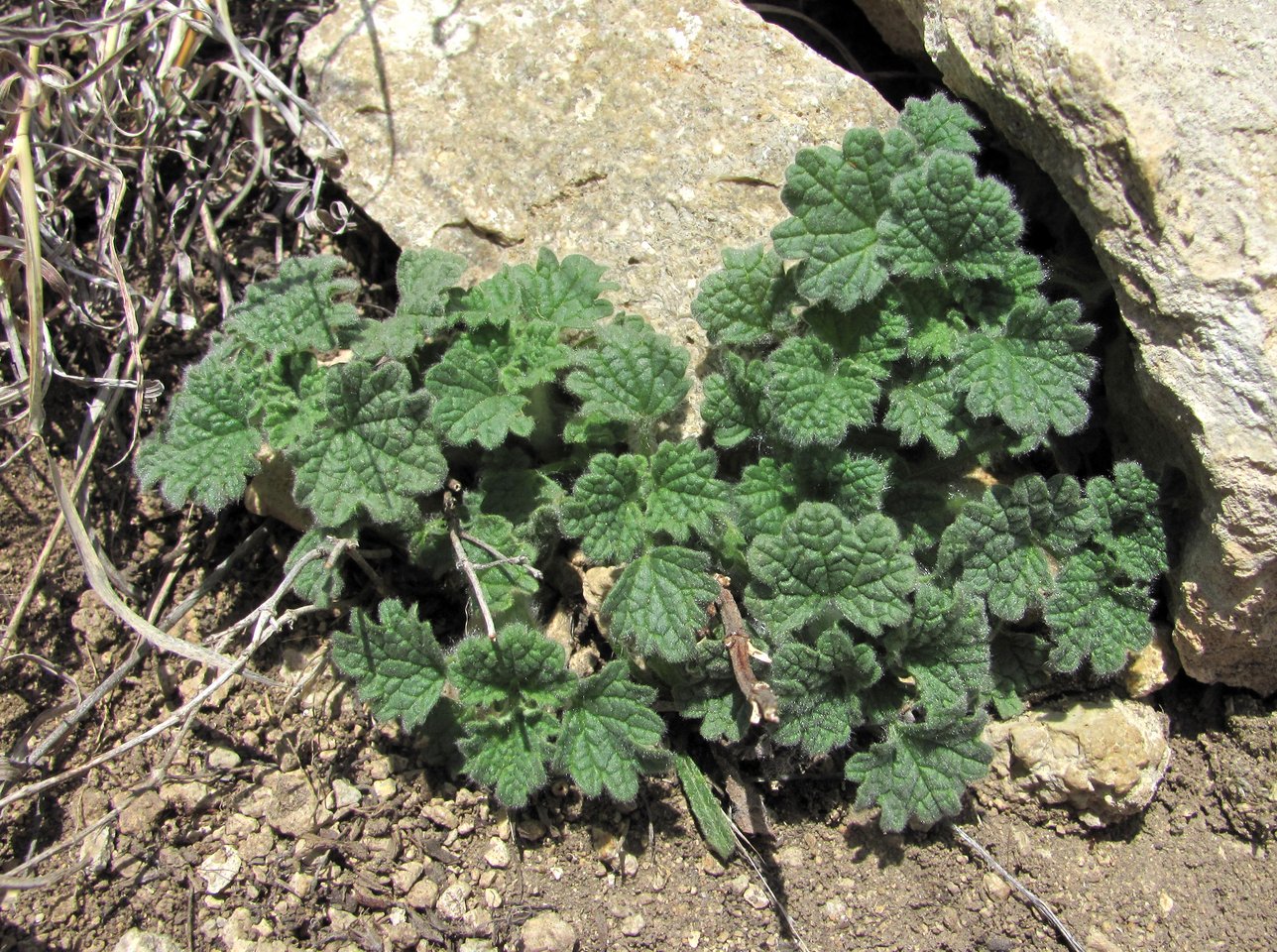 Изображение особи семейство Lamiaceae.