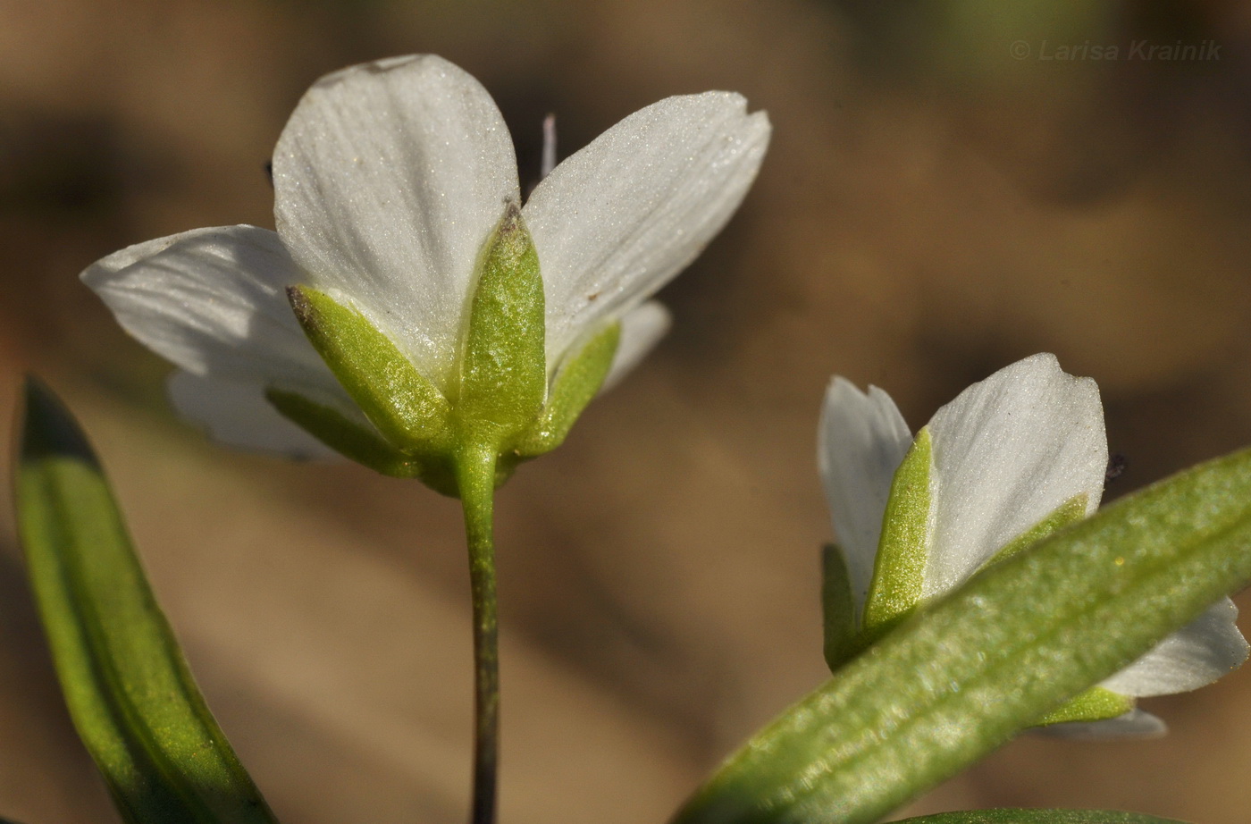 Image of Pseudostellaria rigida specimen.