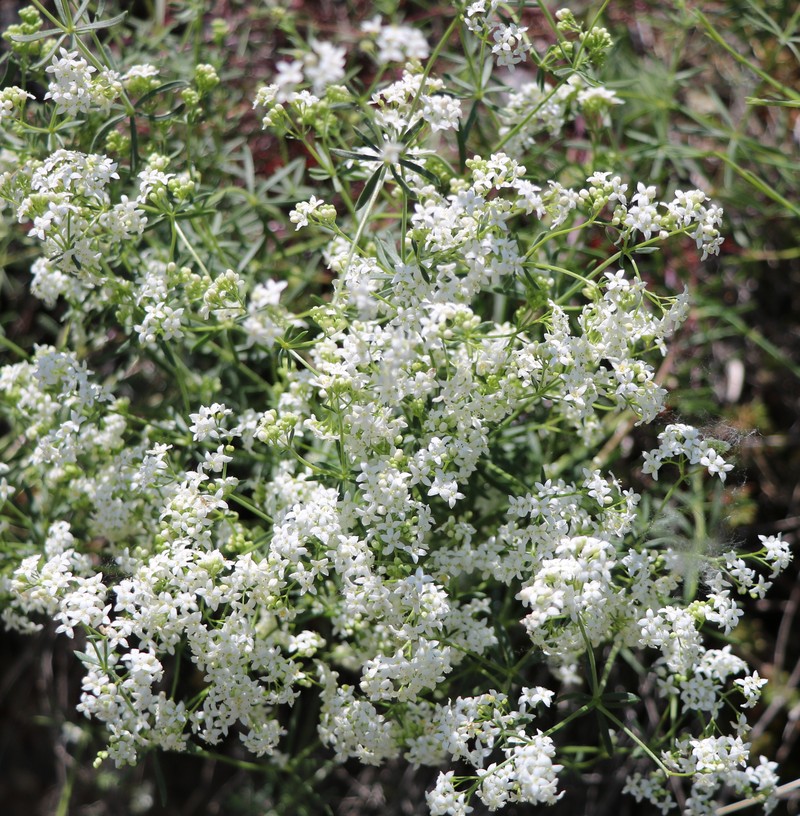 Image of Galium album specimen.