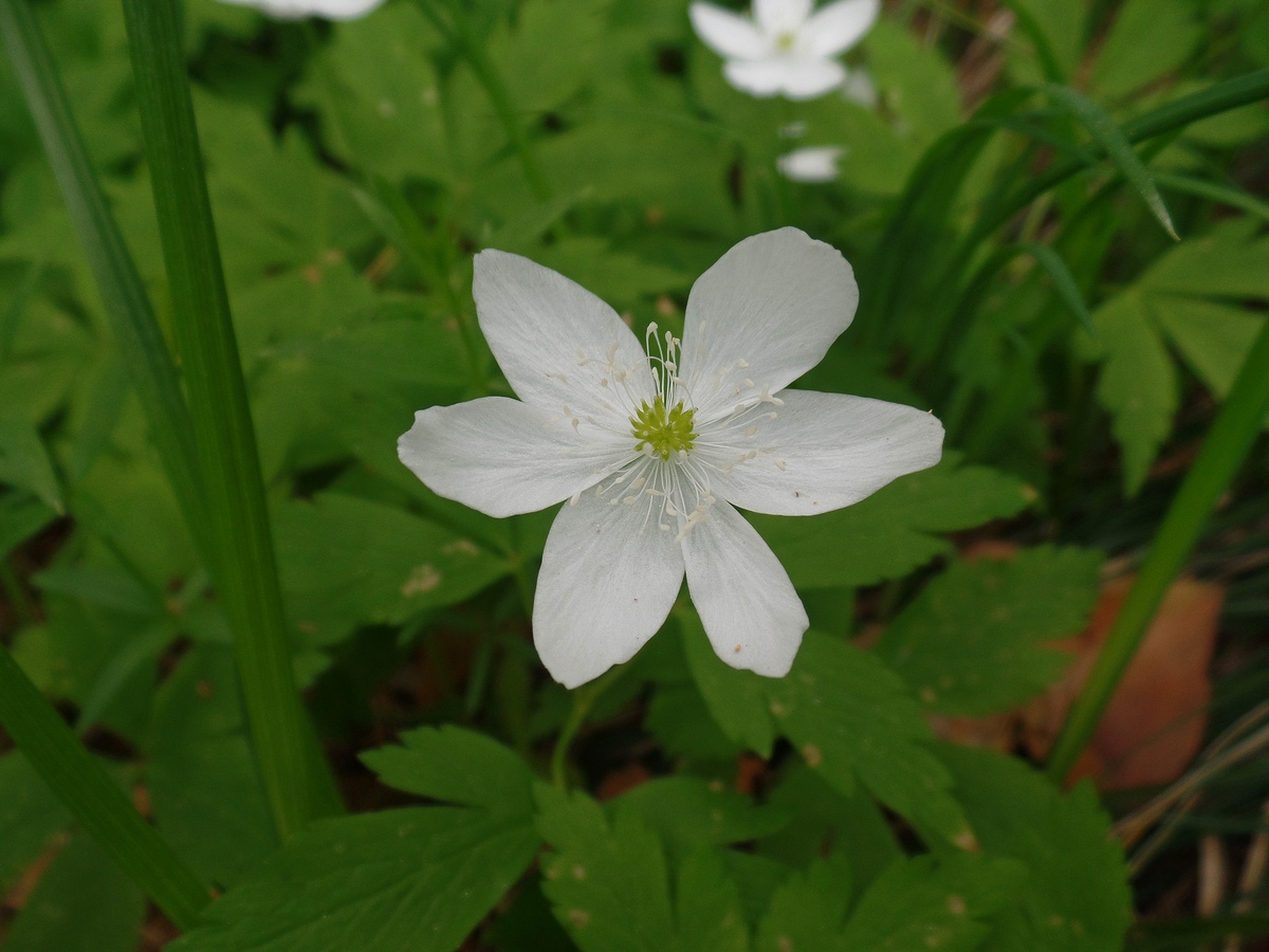 Image of Anemone umbrosa specimen.