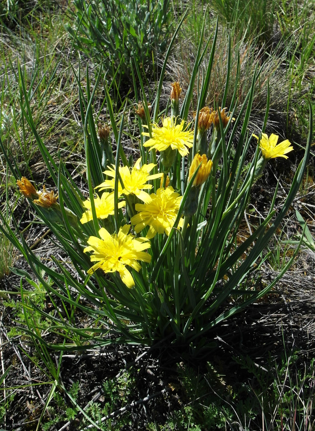 Image of Scorzonera austriaca specimen.
