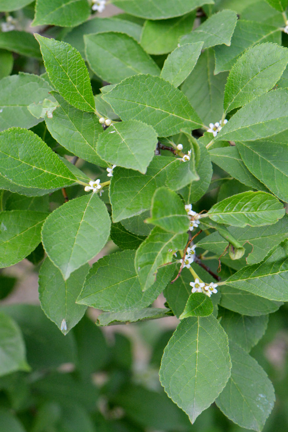 Изображение особи Ilex verticillata.