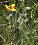 genus Hulthemia
