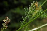 Anthemis cotula