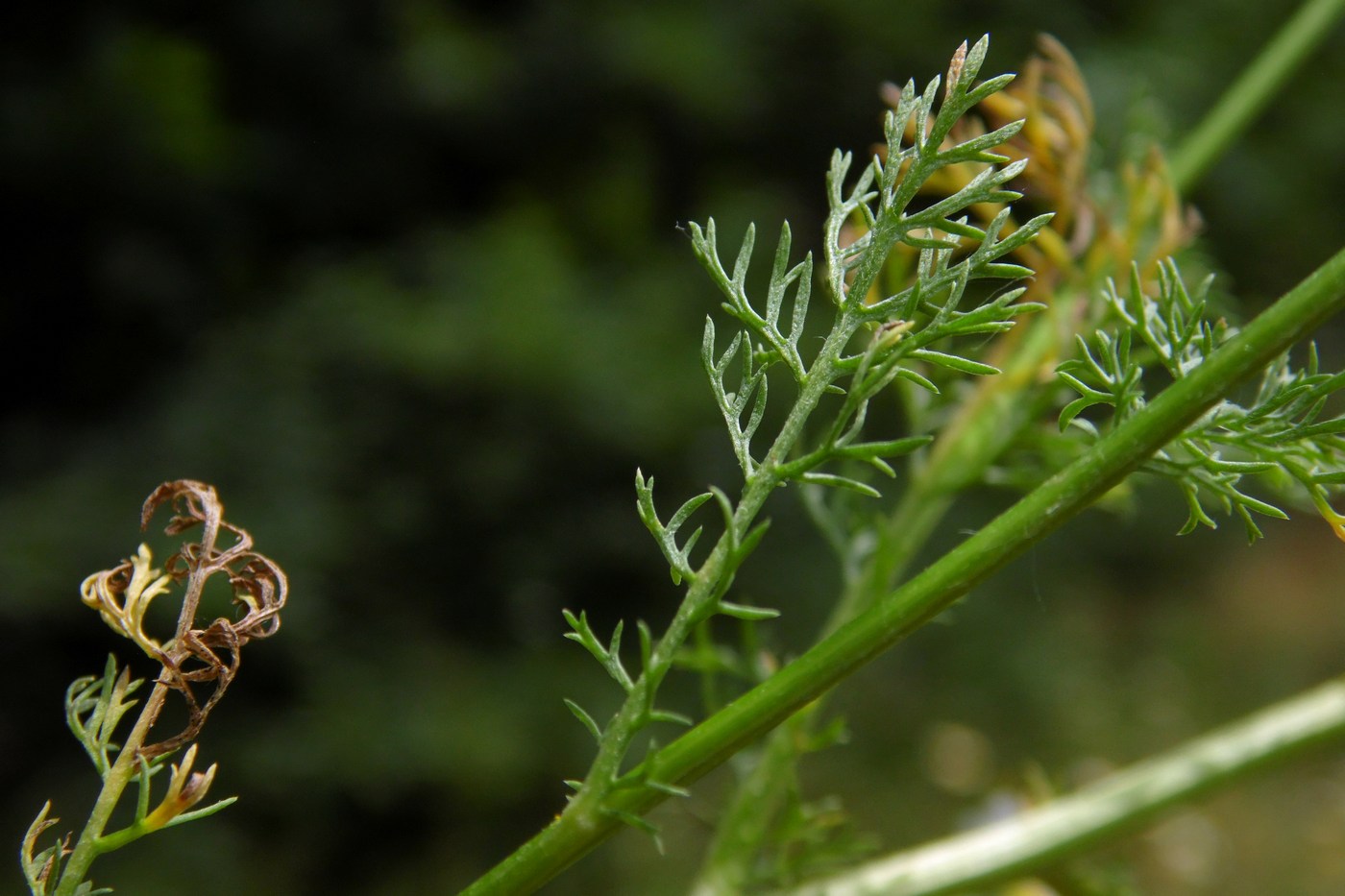 Image of Anthemis cotula specimen.