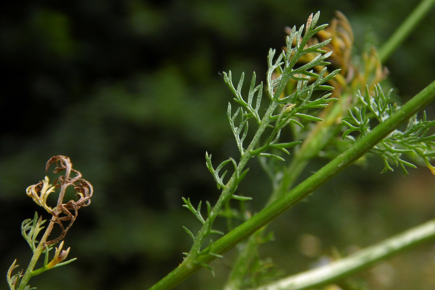 Изображение особи Anthemis cotula.