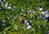 Juglans regia. Верхушка ветви с повреждёнными плодами. Сербия, долина р. Дрина, окр. дер. Перучац. 09.07.2019.