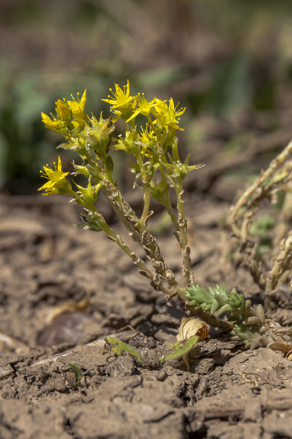 Image of Sedum acre specimen.