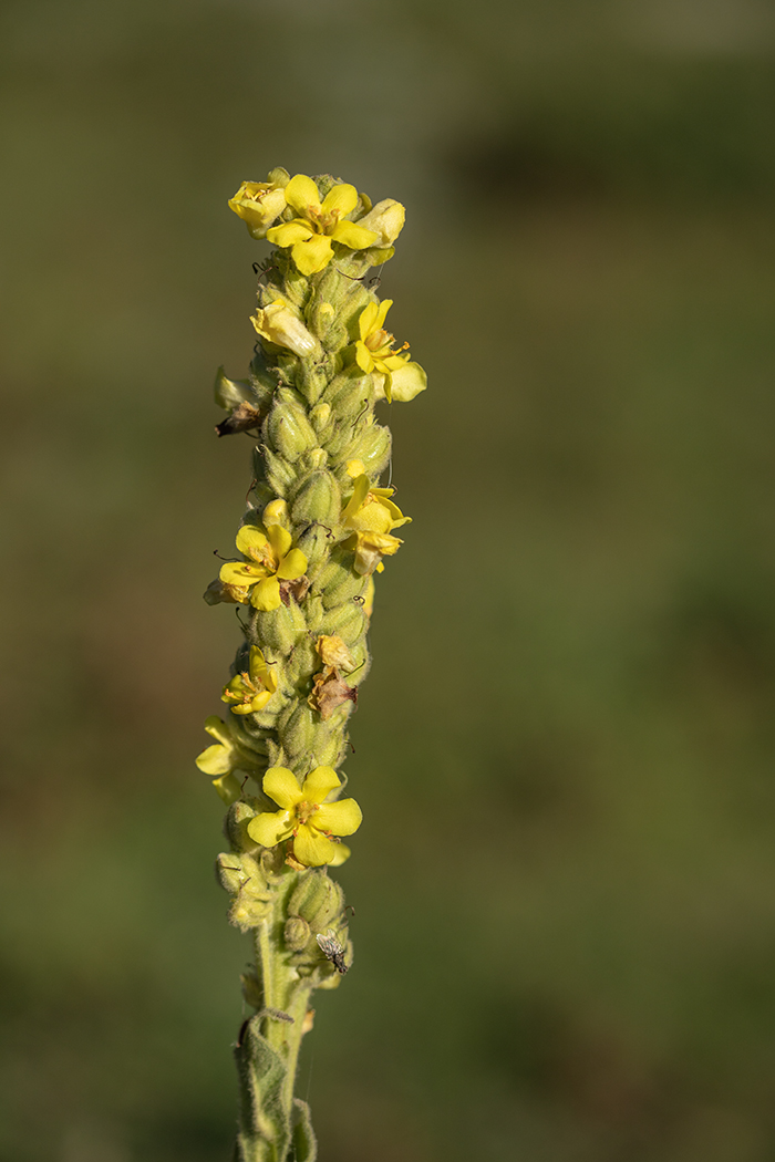 Изображение особи Verbascum thapsus.