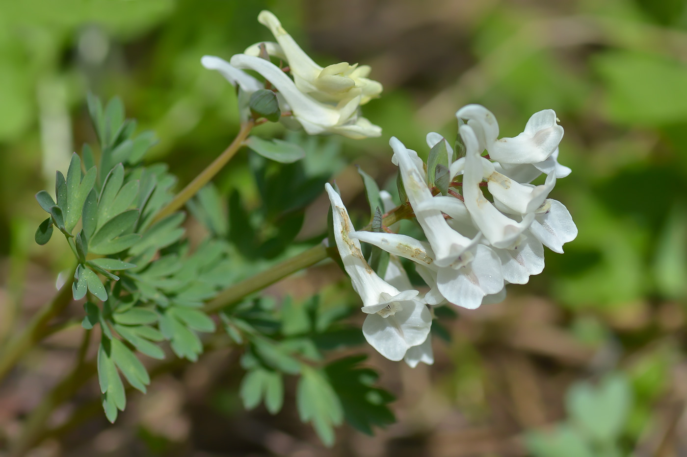 Изображение особи род Corydalis.