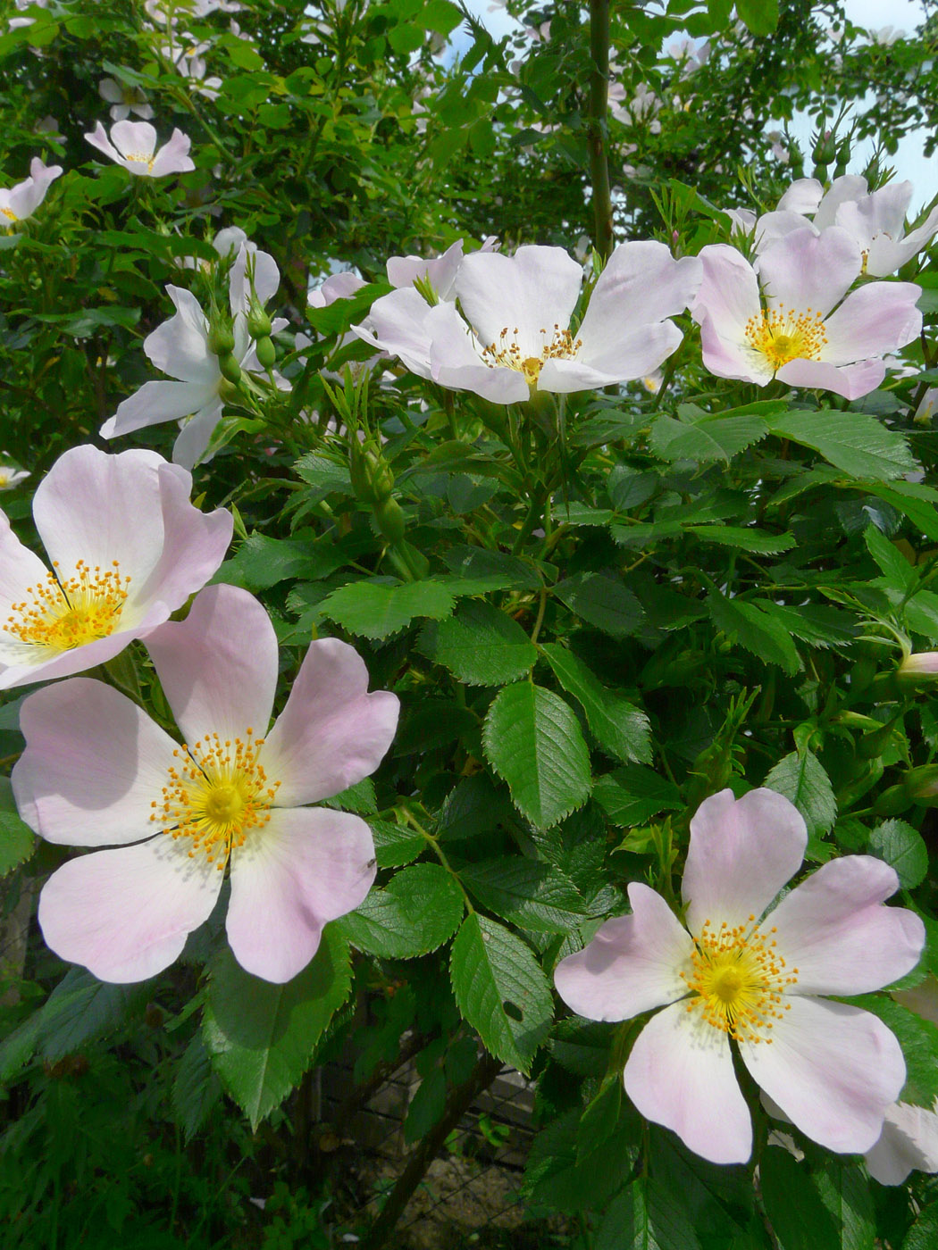 Image of genus Rosa specimen.