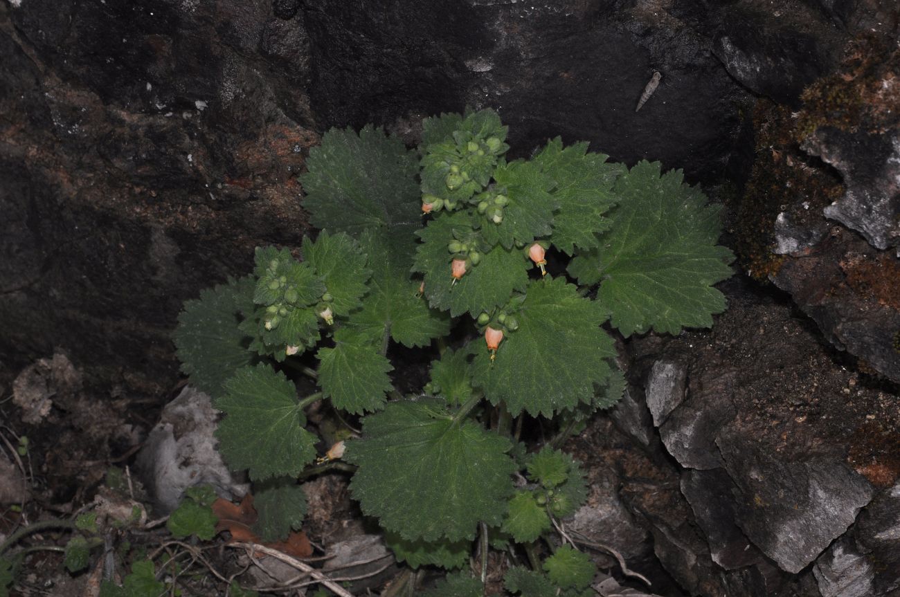 Image of Scrophularia kotschyana specimen.