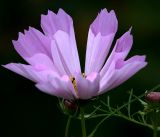 Cosmos bipinnatus. Соцветие (сорт \"Ракушка\"). Московская обл., Раменский р-н, окр. дер. Хрипань, садовый участок. 17.09.2019.