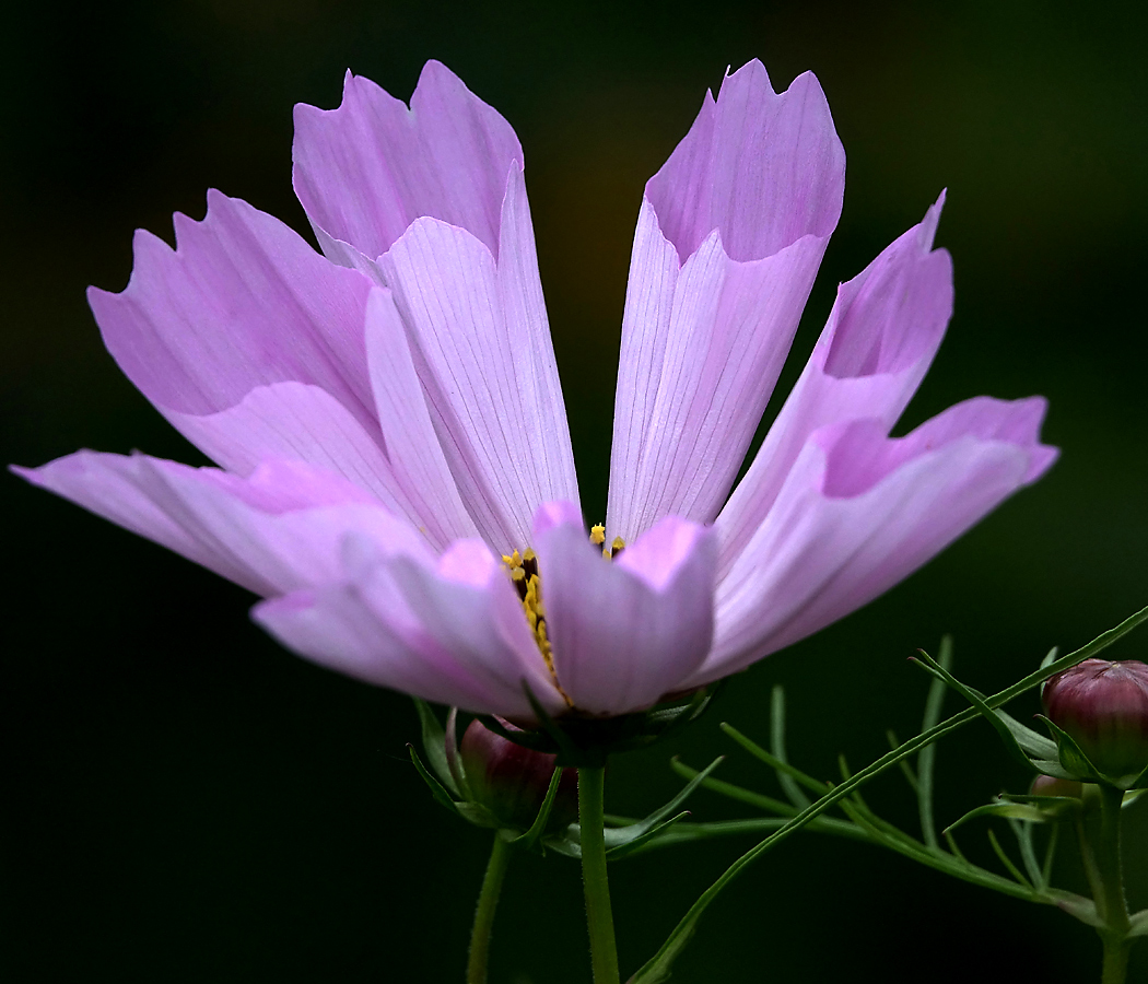 Image of Cosmos bipinnatus specimen.