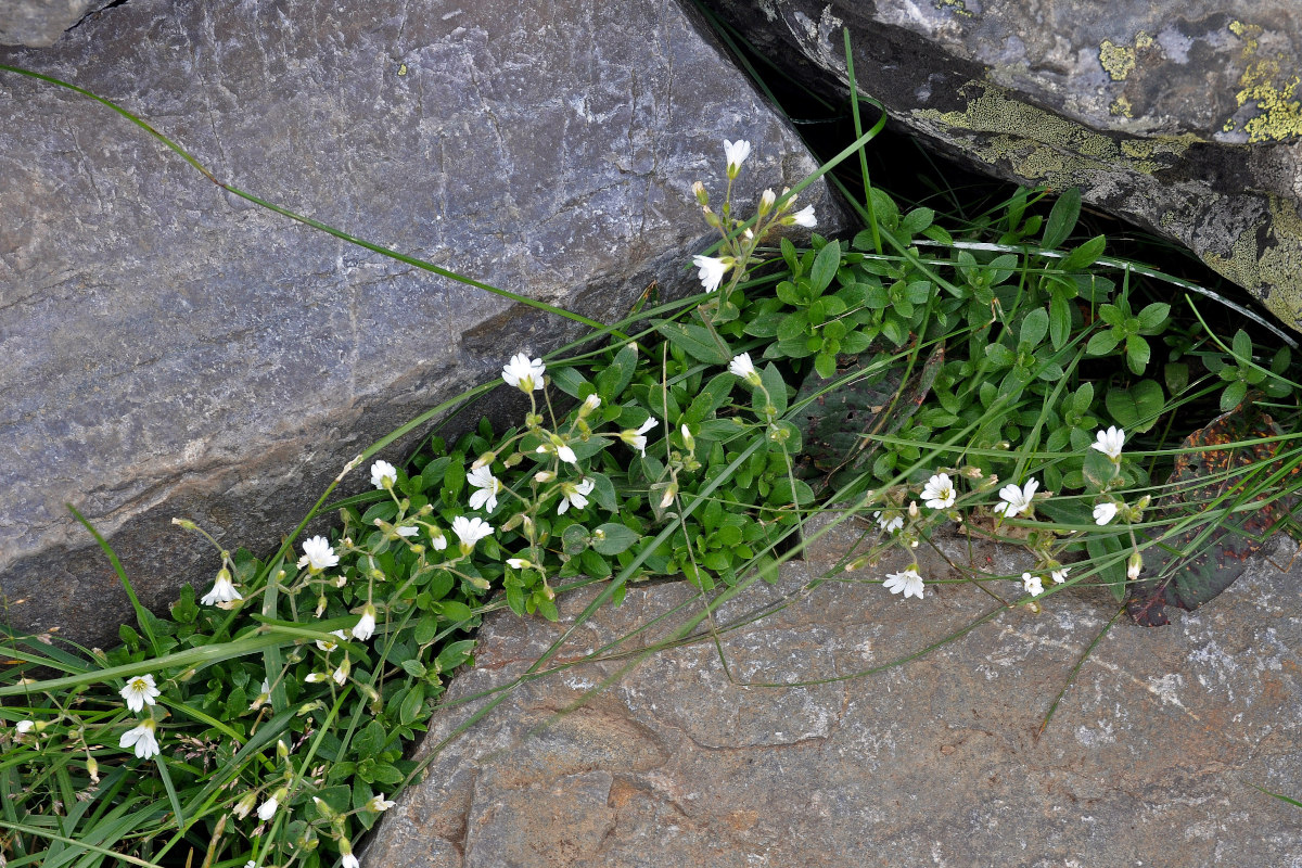 Image of Cerastium jenisejense specimen.