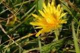 genus Taraxacum. Соцветие. Карачаево-Черкесия, Урупский р-н, гора Дженту, 2405 м н.у.м., альпийский луг. 13.08.2017.