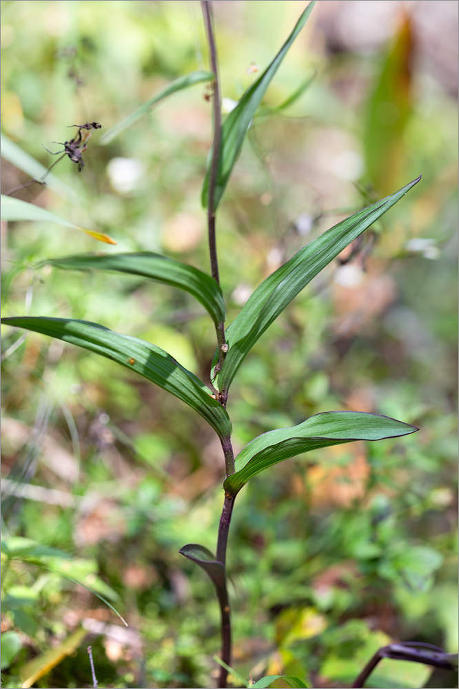 Изображение особи Epipactis atrorubens.