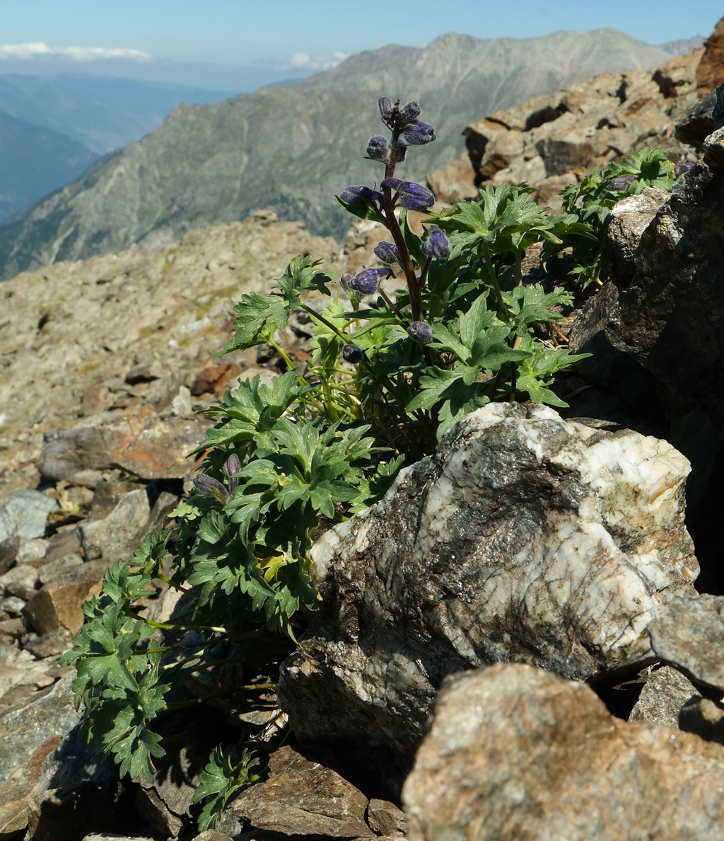 Image of Delphinium caucasicum specimen.