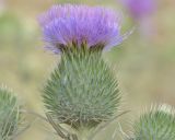 Cirsium vulgare