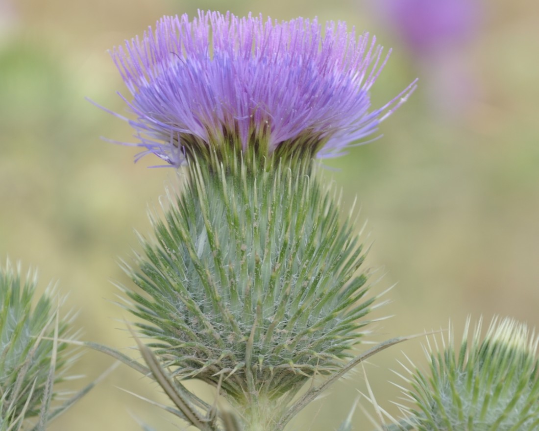 Изображение особи Cirsium vulgare.