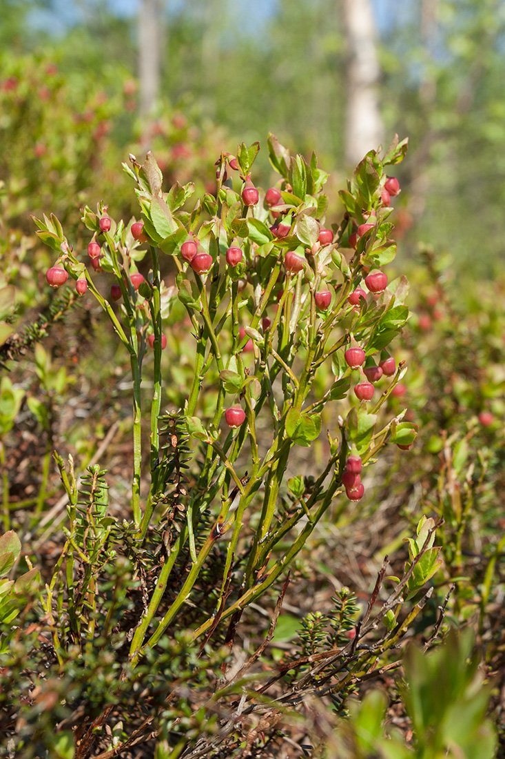 Изображение особи Vaccinium myrtillus.