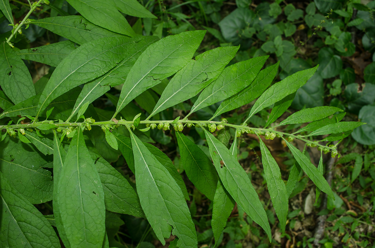 Изображение особи Carpesium abrotanoides.