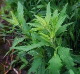род Atriplex