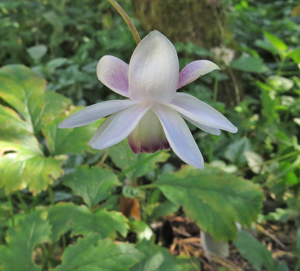 Image of Anemonopsis macrophylla specimen.