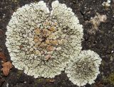 Lecanora muralis