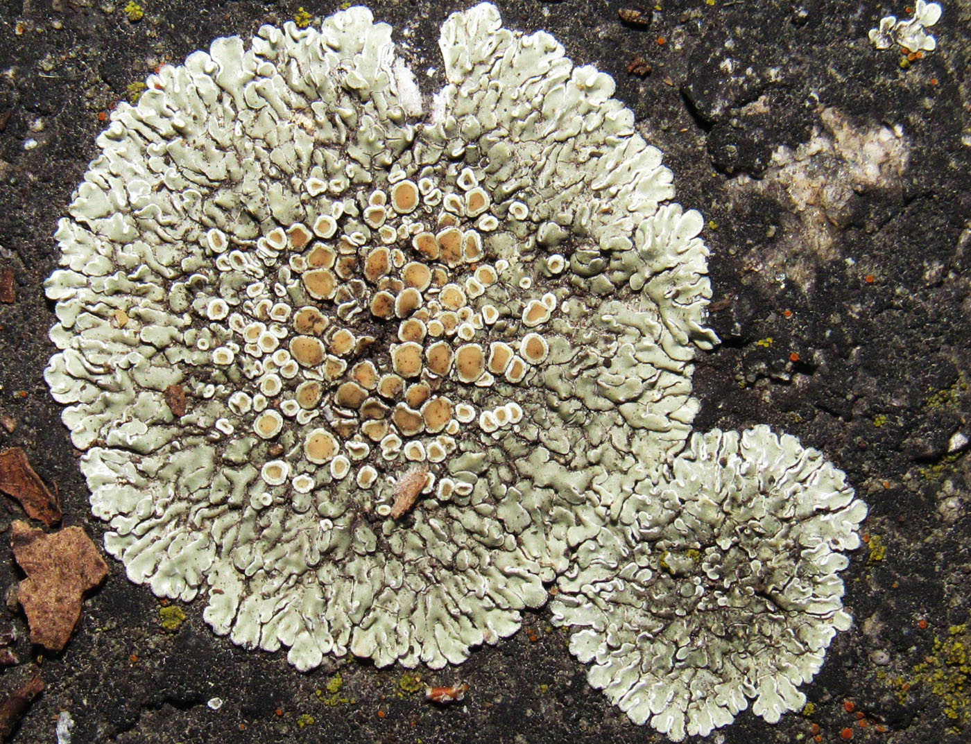 Изображение особи Lecanora muralis.