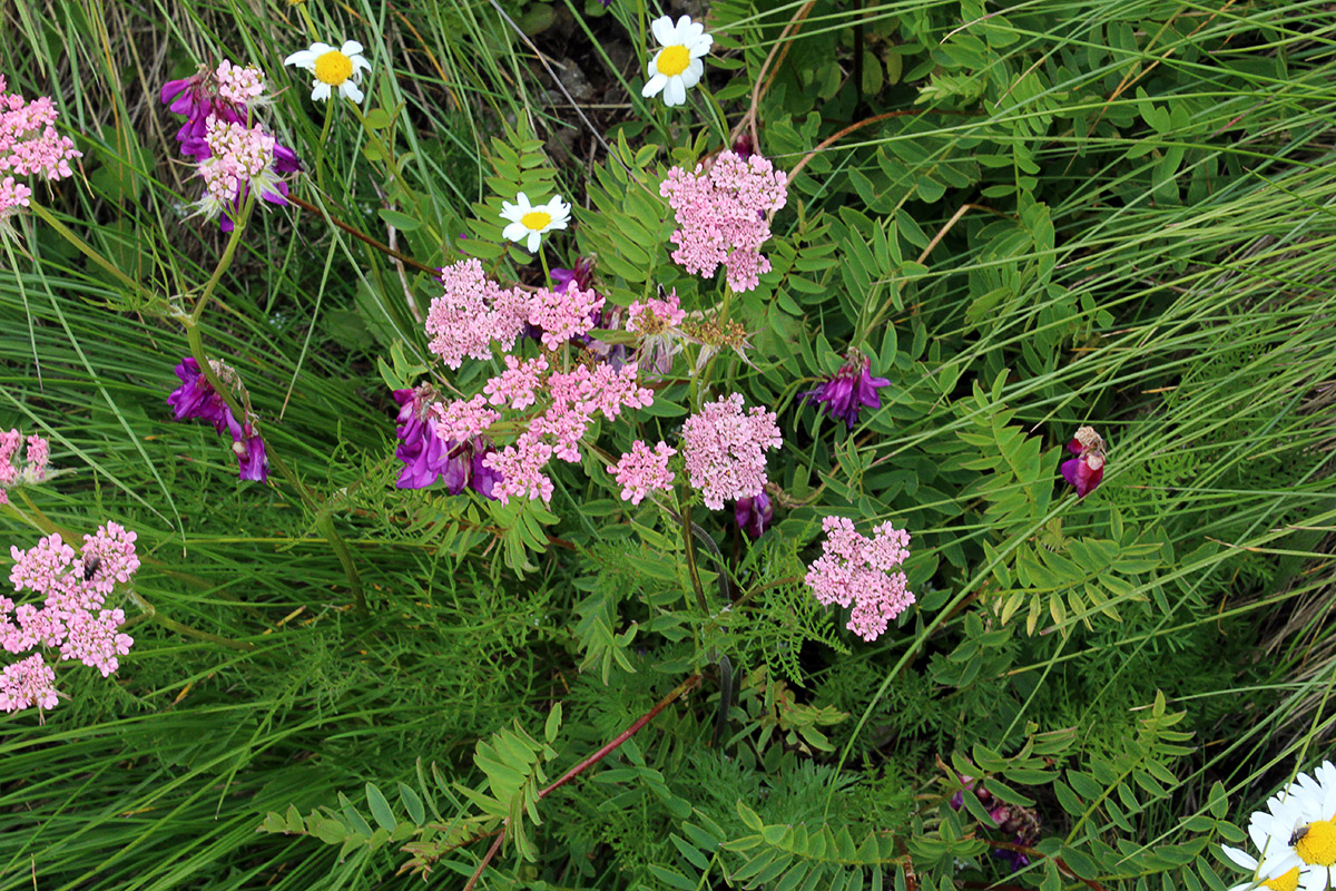 Изображение особи Chaerophyllum roseum.