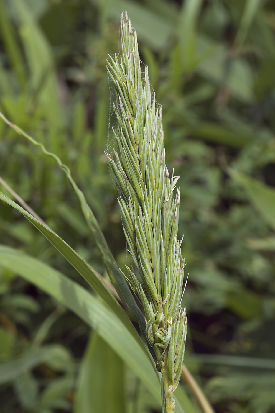 Image of Leymus mollis specimen.