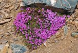 Saxifraga asiatica