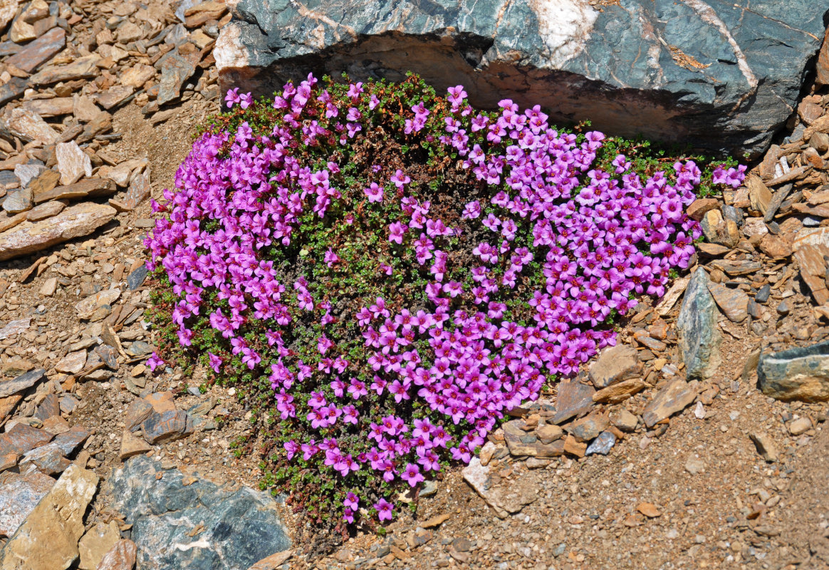 Изображение особи Saxifraga asiatica.